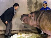 いしかわ動物園を訪問し国内最高齢のカバ「デカ」と対面する松井（共同）