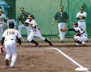 ケース打撃でバントを繰り返す阪神ナイン(撮影・河南真一)