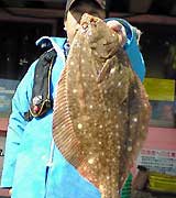 鹿島沖では６０センチ超の大物イシガレイもヒットしている