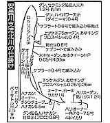 安曇川支流北川の仕掛け