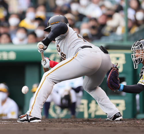 阪神対巨人　5回表巨人無死一塁、送りバントを決めたウィーラー（撮影・足立雅史）