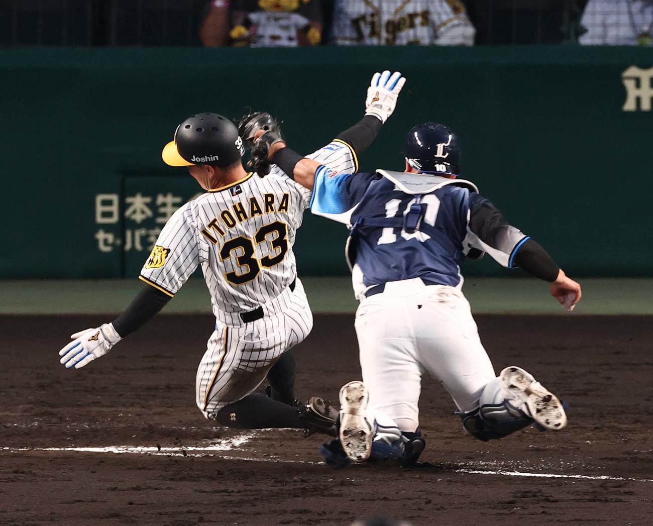 阪神対西武　4回裏阪神無死二、三塁、糸原は長坂の中飛で生還を狙うも憤死する（撮影・上田博志）