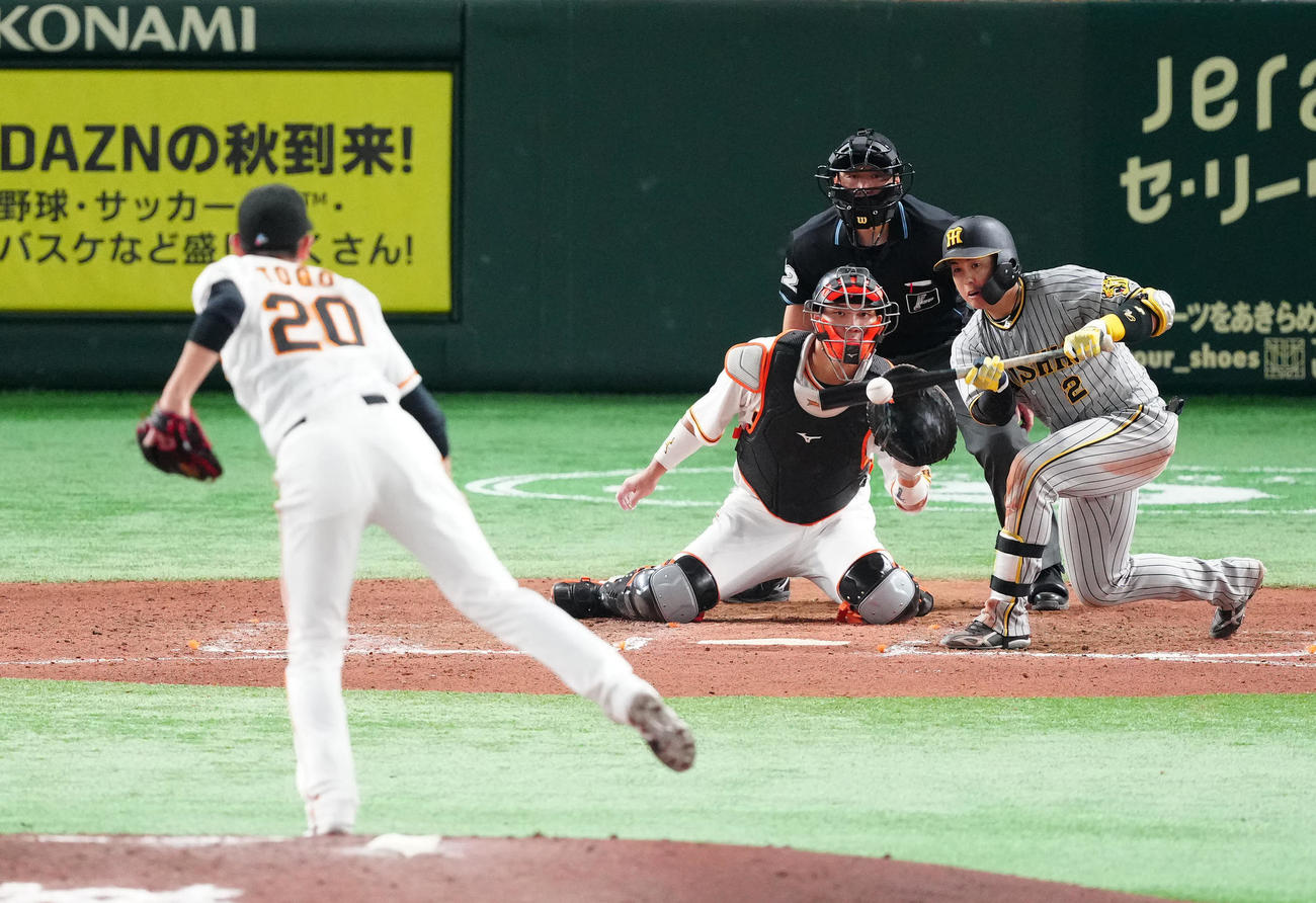 巨人対阪神　7回表阪神無死一、二塁、送りバントを失敗する梅野。投手戸郷（撮影・江口和貴）