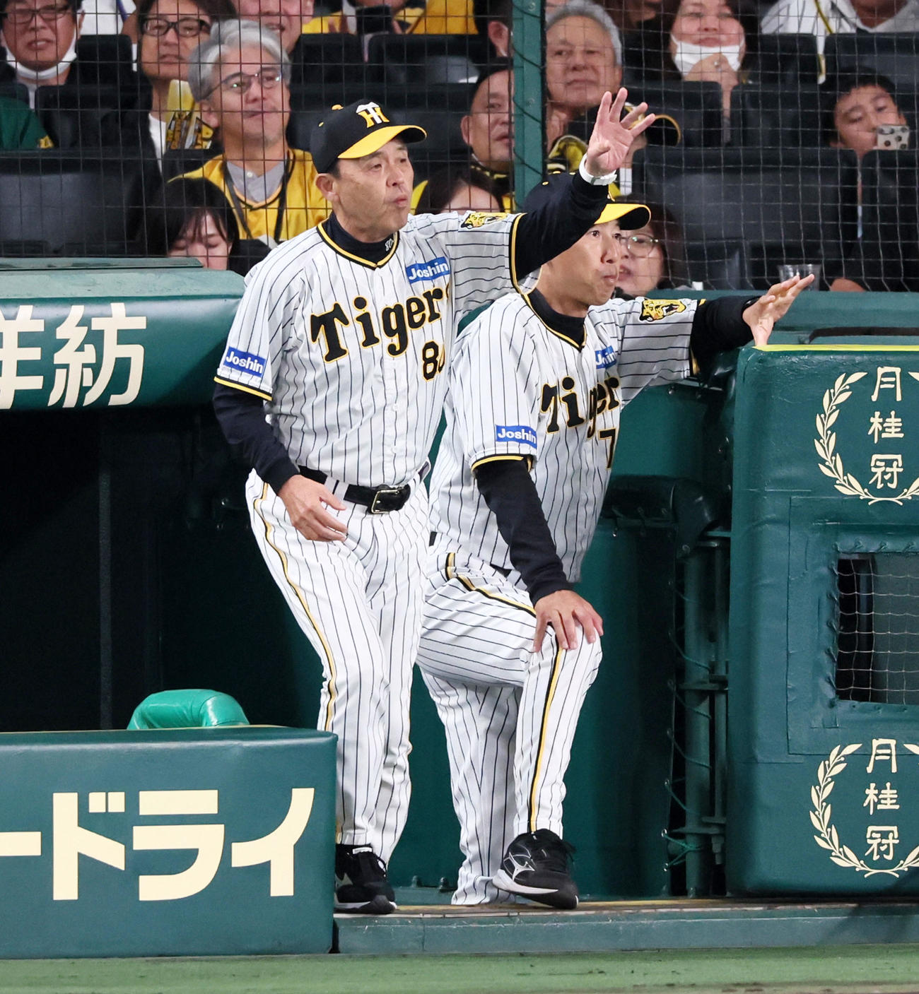 阪神対広島　5回裏、大竹の打順で代打を告げる岡田監督（撮影・加藤哉）