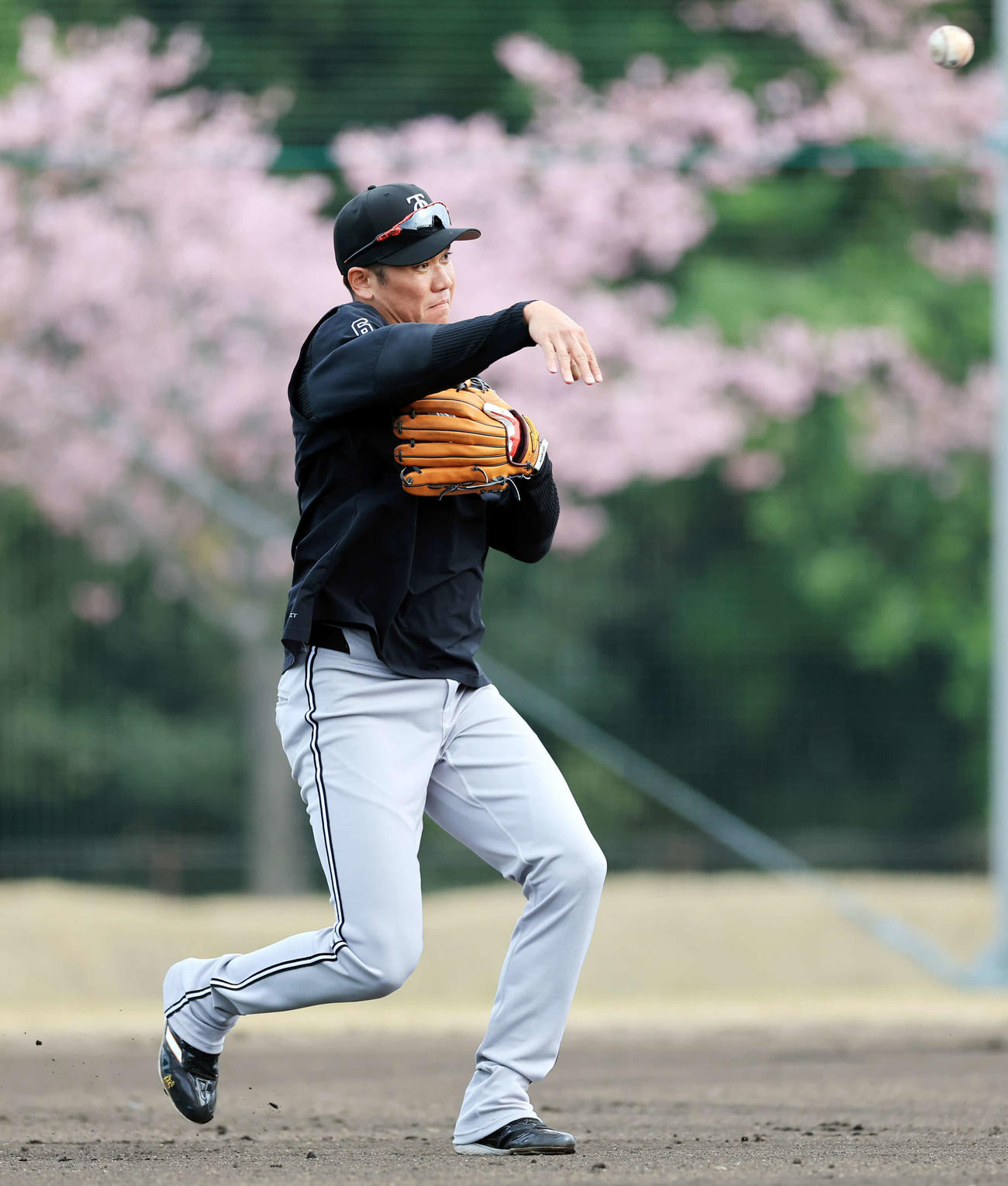 満開の河津桜を背にノックする巨人坂本（撮影・浅見桂子）