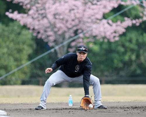 満開の河津桜を背にノックを受ける巨人坂本（撮影・浅見桂子）
