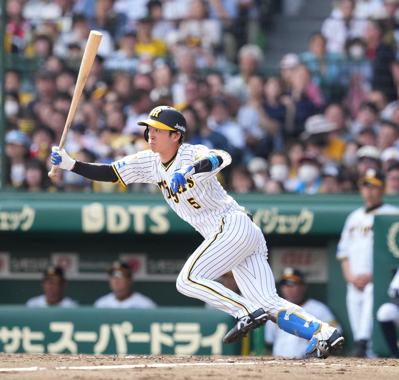 阪神近本光司（2024年5月25日撮影）