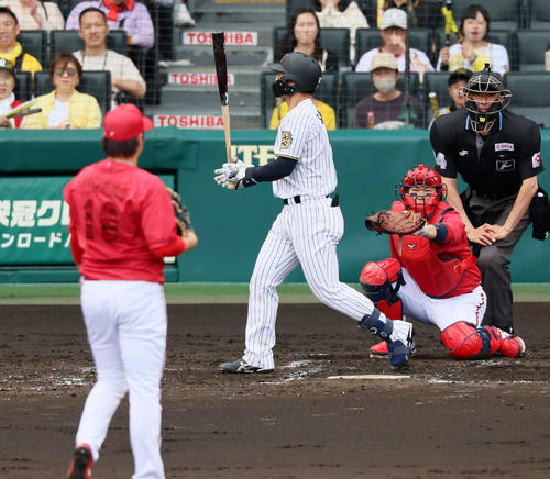 阪神対広島　4回裏阪神2死三塁、四球を選ぶ坂本。投手床田（撮影・加藤哉）