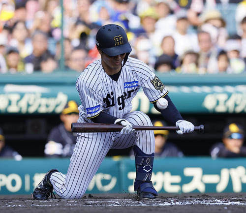 阪神対ソフトバンク　7回裏阪神1死一、三塁、補前犠打を決める坂本（撮影・藤尾明華）