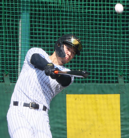 フリー打撃する阪神佐藤輝明（2025年10月7日撮影）