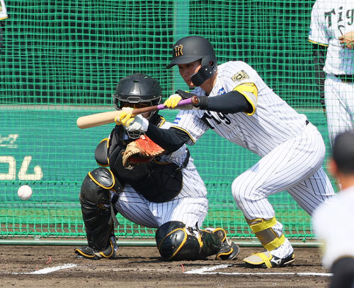 ケース打撃でバントを決める阪神森下翔太（2025年10月7日撮影）