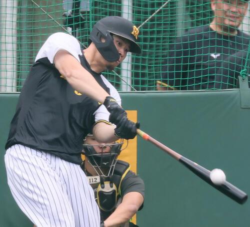 打撃練習する阪神佐藤（撮影・加藤哉）