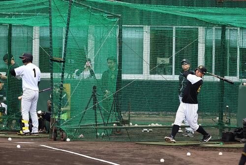フリー打撃で柵越する佐藤（右）と森下（撮影・上田博志）