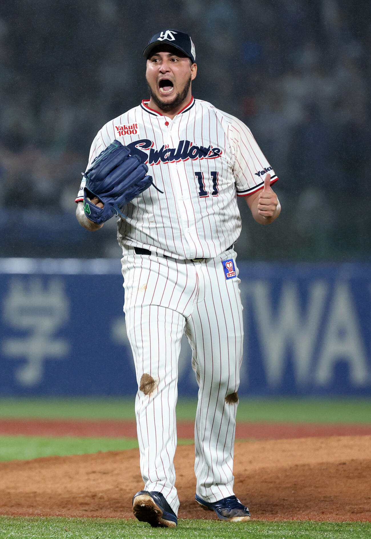 ヤクルトのキハダ（2026年6月撮影）