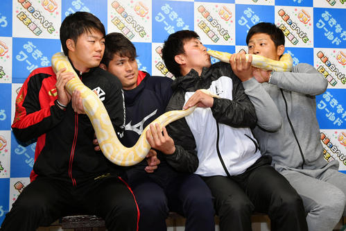 ＤｅＮＡ新人選手たちは休日を利用して沖縄ワールドを訪問し、東（右から２人目）は宮本（右）に押しつけられた幸運の白ヘビに嫌々ながらもキスをする。表情をこわばらせてその様子を見る楠本（左）と神里（撮影・滝沢徹郎）