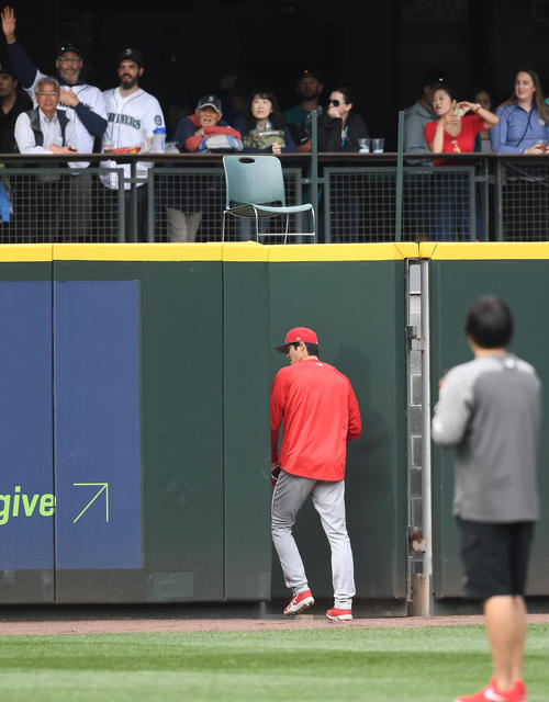 練習中にファンのいるスタンドにボールを投げるも壁に当たりフェンスのすき間に落ち、自ら取りに行くエンゼルス大谷（撮影・菅敏）