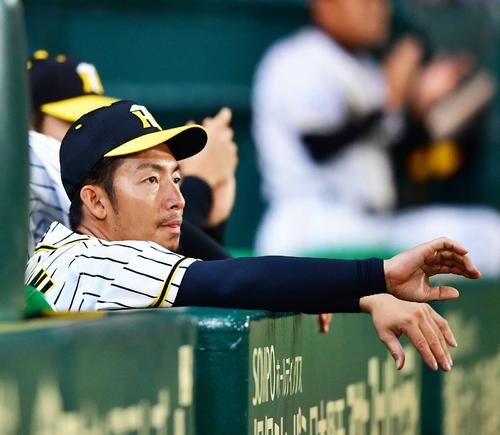 阪神対ソフトバンク　９回、ベンチから試合を見つめる鳥谷（撮影・清水貴仁）