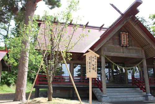 日本ハム栗山英樹監督が昨年11月1日に仁木神社へ献木した白梅