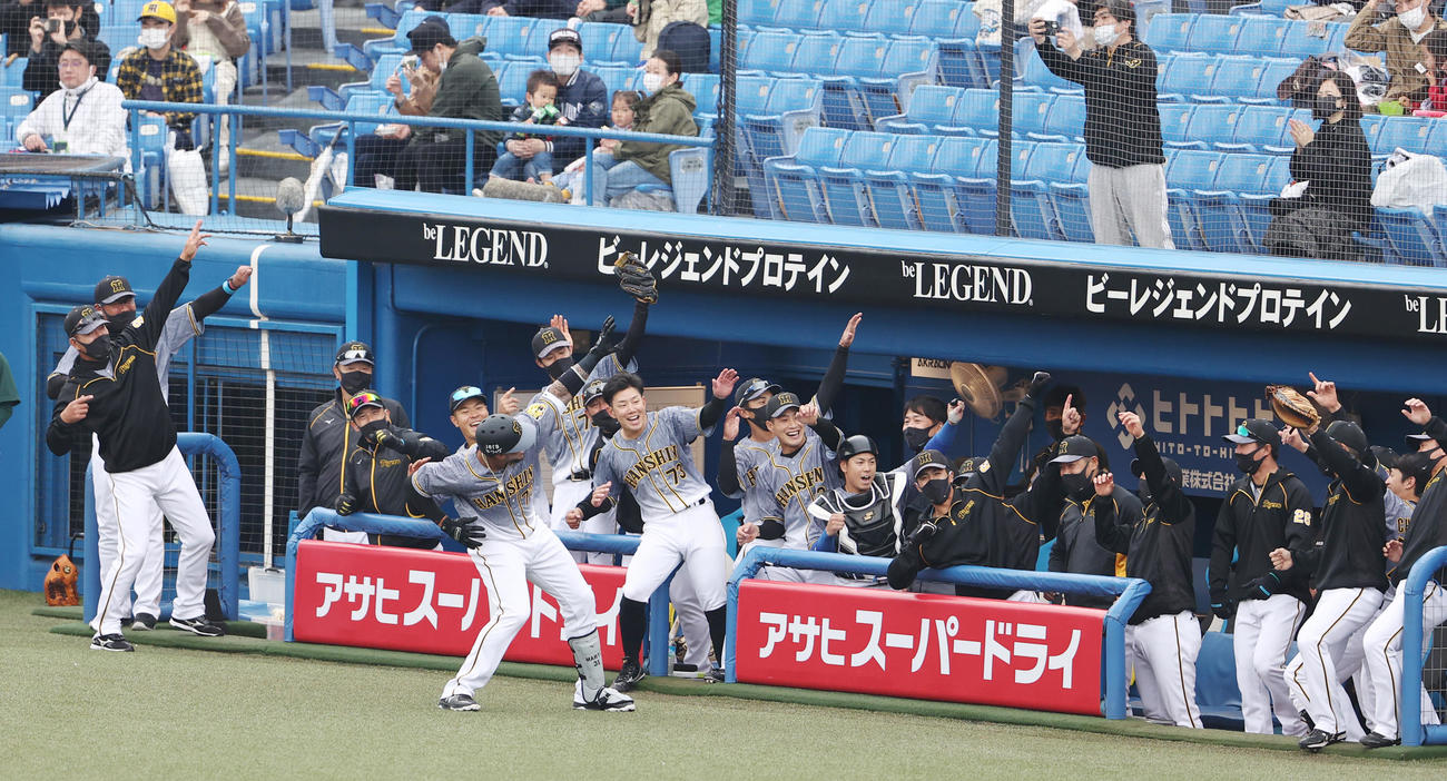 ヤクルト対阪神　3回表阪神2死、左越え本塁打を放ちベンチ前で喜ぶマルテ。奥左から4人目は矢野監督、5人目は佐藤輝（2021年3月28日撮・野上伸悟）