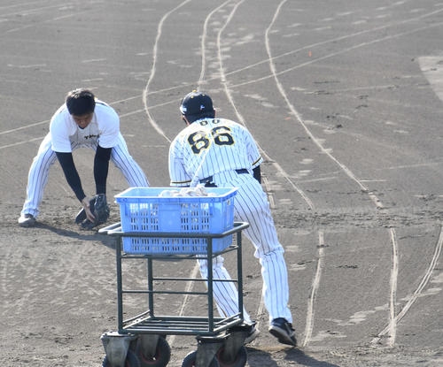安藤2軍投手コーチ（手前）にゴロを投げてもらい、腰を落として捕球する阪神望月（2021年11月15日撮影）