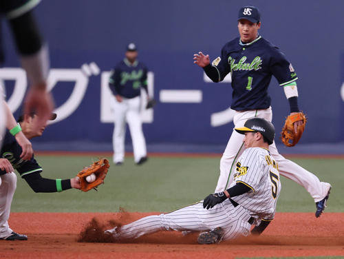 阪神対ヤクルト　1回裏阪神無死一塁、一走近本は二盗を狙うがアウトとなる（2022年3月25日撮影）