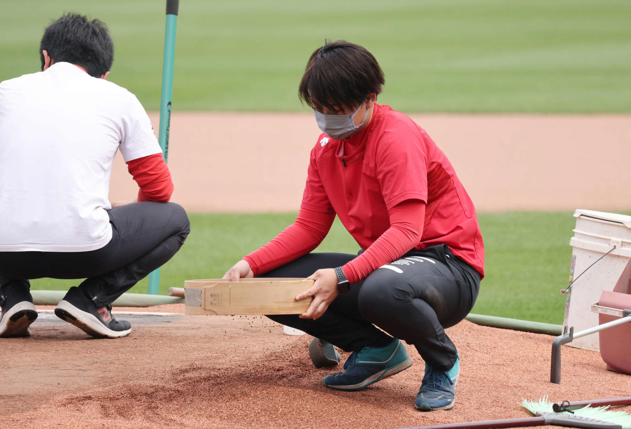 マツダスタジアムのマウンドの整備を行う広島東洋カープ施設運営部マツダスタジアム課の長村香澄さん（撮影・加藤孝規）