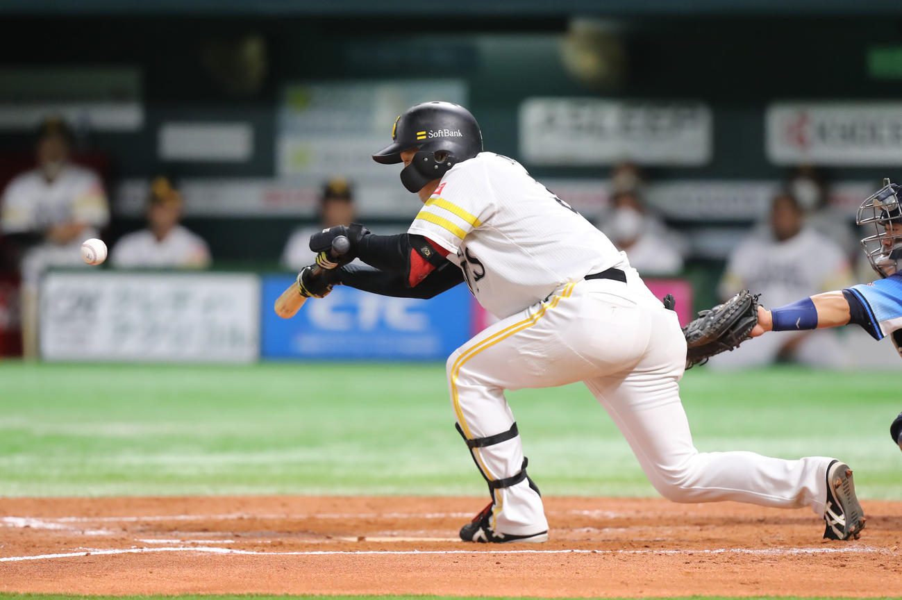 ソフトバンク対西武　７回裏ソフトバンク無死一、二塁、正木智也は犠打を決める（撮影・屋方直哉）