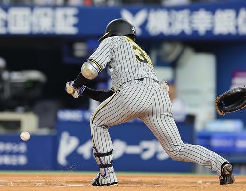 DeNA対阪神　7回表阪神無死一塁、栄枝は送りバントを決める（2023年8月19日撮影）