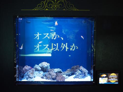 ホスト界の帝王・ローランドとコラボレーションしたアクアパーク品川に展示されている水槽
