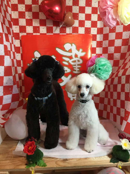 広島小園の愛犬。カープ(左)とココ