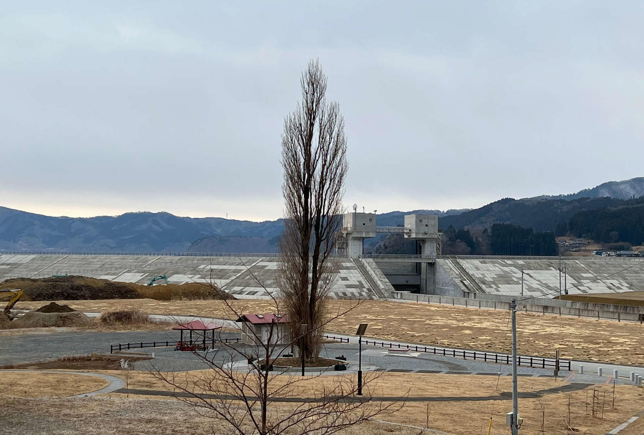 大船渡市越喜来地区のど根性ポプラ。津波に耐え抜いた（撮影・金子真仁）