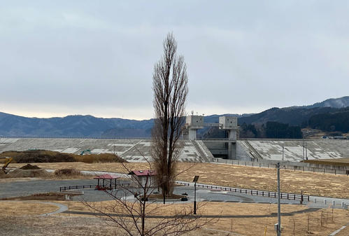 大船渡市越喜来地区のど根性ポプラ。津波に耐え抜いた(撮影・金子真仁)