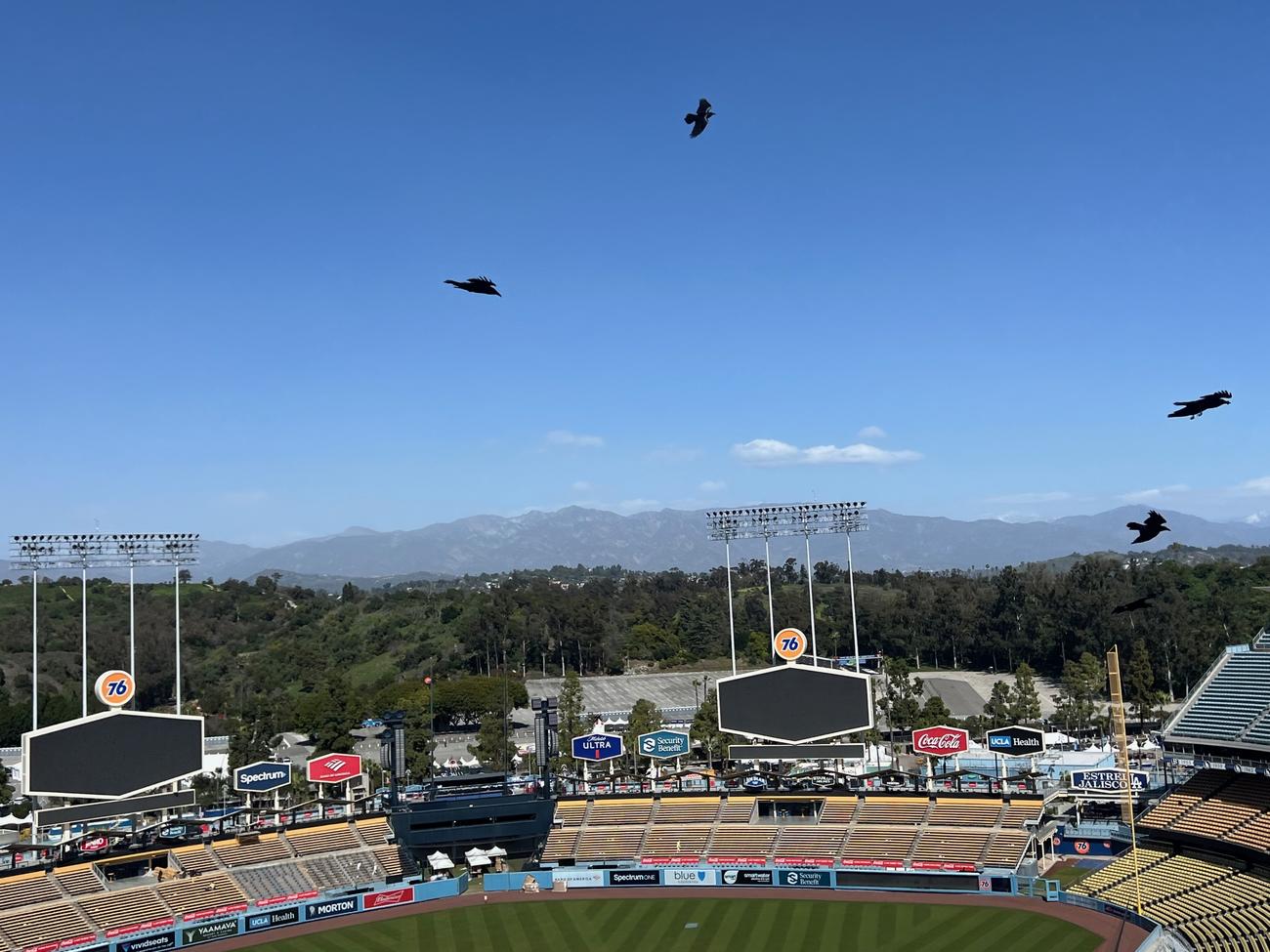 3月14日、ドジャースタジアムの上空には何十羽ものカラスが優雅に舞っている（撮影・金子真仁）