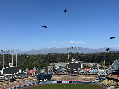 3月14日、ドジャースタジアムの上空には何十羽ものカラスが優雅に舞っている(撮影・金子真仁)