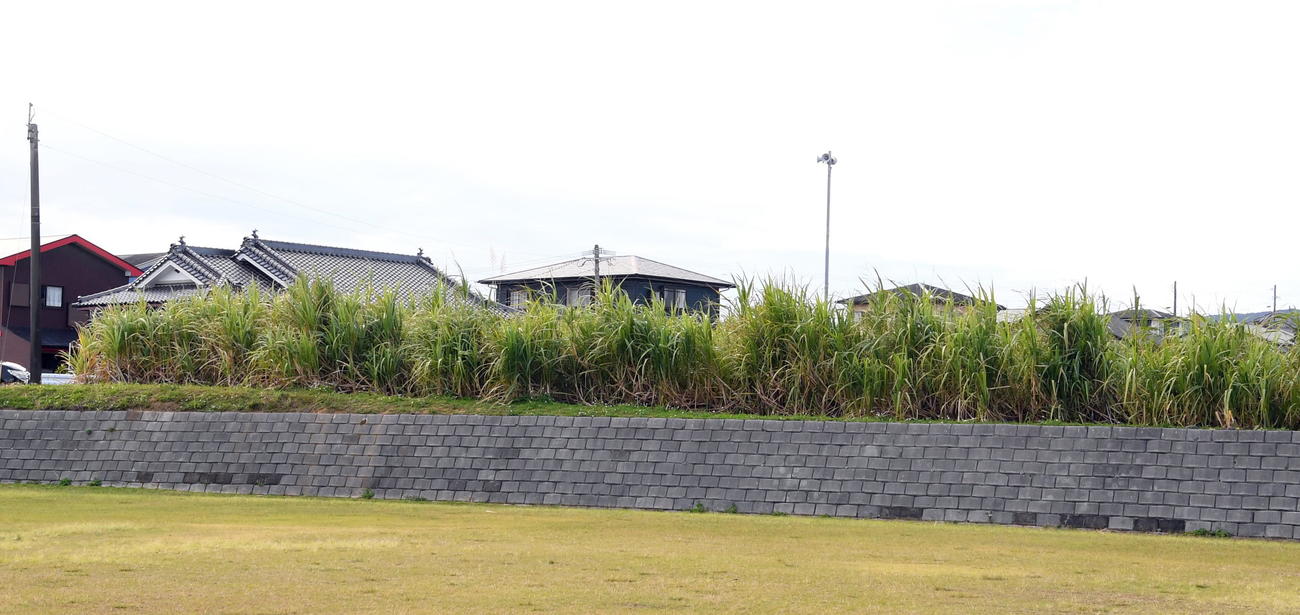 右翼後方にサトウキビが生い茂る徳之島高グラウンド