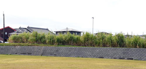 右翼後方にサトウキビが生い茂る徳之島高グラウンド