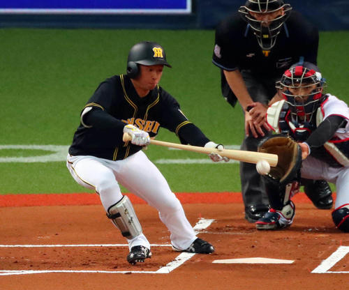 セーフティーバントを仕掛ける阪神近本（2019年3月24日）