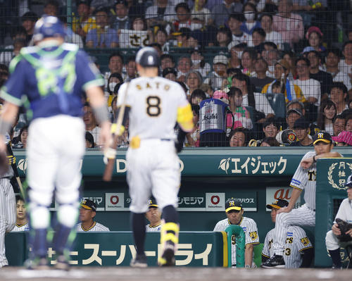 阪神対ヤクルト　6回裏阪神1死一塁、空振り三振に倒れた佐藤輝（8）とベンチの岡田監督（右から3人目）（撮影・藤尾明華）