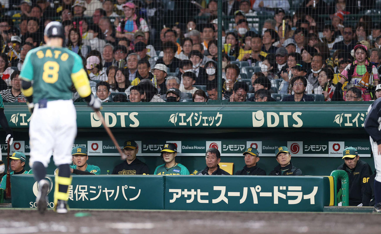 阪神対巨人　4回裏阪神無死一、二塁、佐藤輝（手前）が空振り三振に倒れベンチで険しい表情の岡田監督（右端）（撮影・河野匠）