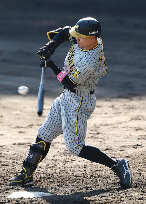 紅白戦で中前打を放つ阪神佐藤輝（2024年11月3日撮影）