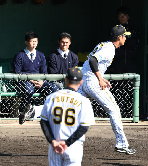 秋季キャンプを見学に訪れたドラフト2位の井上（左）と同1位の西は藤浪の練習に熱い視線を送る（撮影・前岡正明）