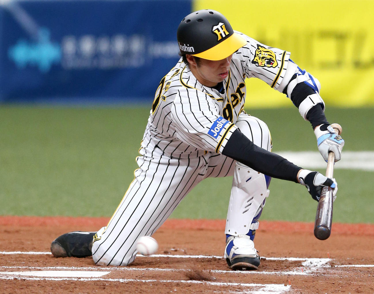 6回裏阪神無死一塁、青柳はバント失敗に終わる（撮影・上山淳一）