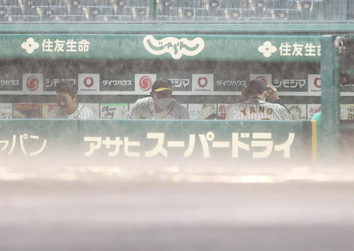 阪神対広島　3回表を終えて豪雨となり試合が中断。ベンチで再開を待つ矢野監督（右）や大山（左）だがそのまま中止となる（撮影・清水貴仁）