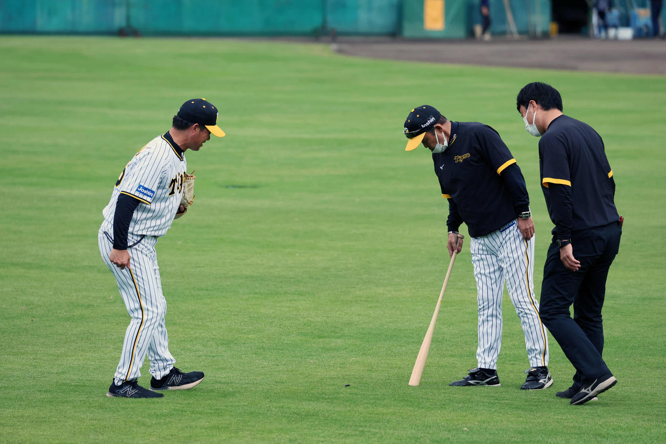 安芸市営球場の外野芝生上に虫を発見する岡田監督。左は筒井コーチ。右は藤原通広報（22年11月6日撮影）