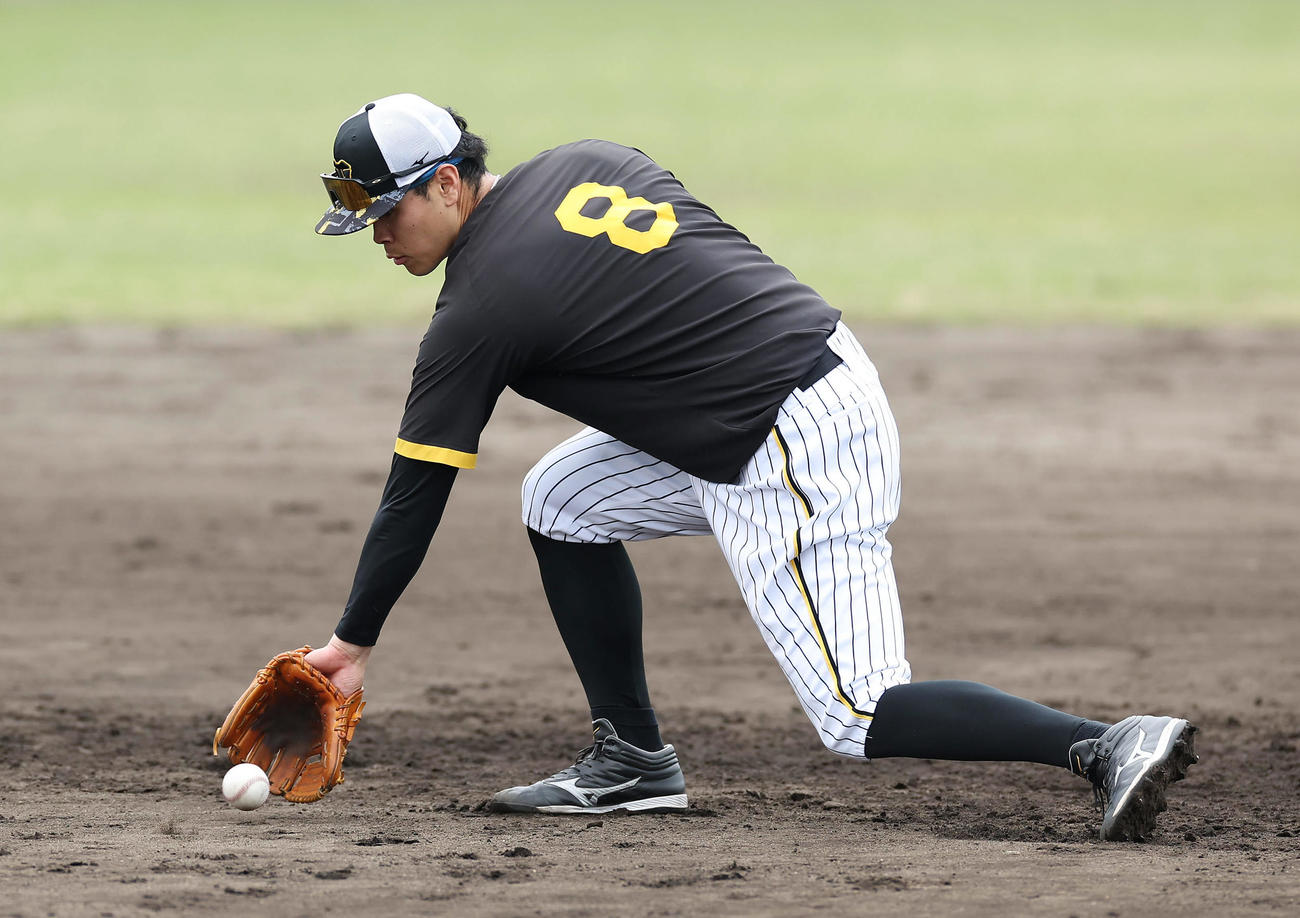2軍に降格し、ノックを受ける阪神佐藤輝（撮影・前田充）