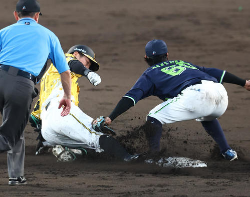 阪神対ヤクルト　4回裏阪神1死二、三塁、豊田は大山挟殺の間に二塁を狙うも憤死する（撮影・上田博志）