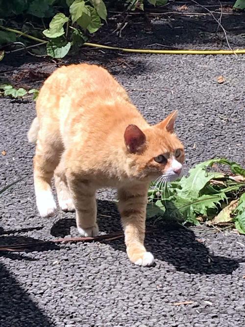 北照の寮の裏に住み着いた猫（撮影・永野高輔）
