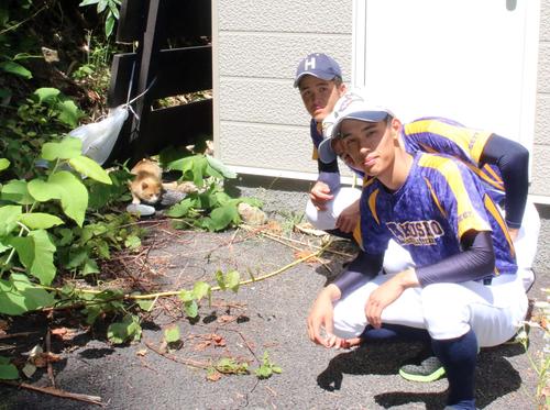 猫の世話をする（奥から）北照の桃枝、岡田、伊藤（撮影・永野高輔）