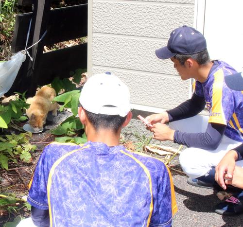 猫の世話をする北照の桃枝（右）。手前は伊藤主将（撮影・永野高輔）