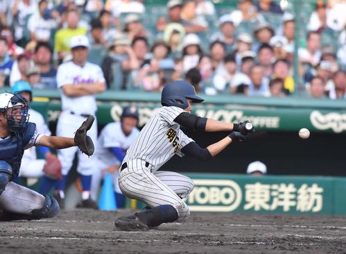 宇部鴻城対明石商　10回裏明石商1死満塁、サヨナラスクイズを決める河野（撮影・上田博志）